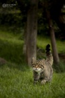 Scotish Wildcat (Felis silvestris) Garry Smith.
